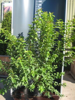 Acer tat. ginnala C20