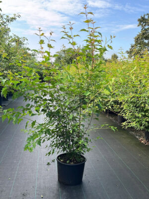 Acer tataricum ginnala C20