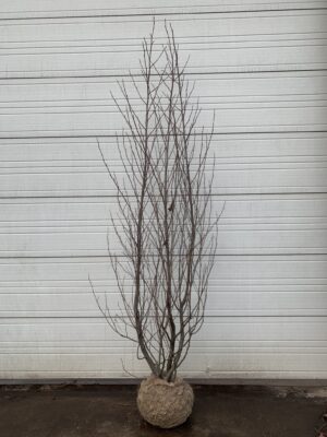 Alnus glutinosa drkl.