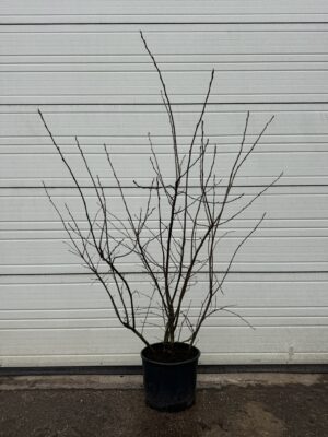 Amelanchier lamarckii C20