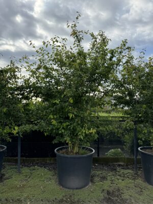 Amelanchier lamarckii C350