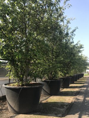 Amelanchier lamarckii C500