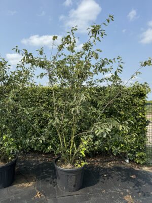 Amelanchier lamarckii C70