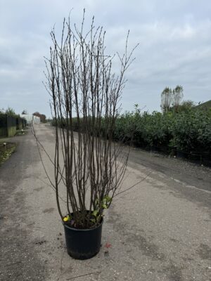 Amelanchier ovalis C20