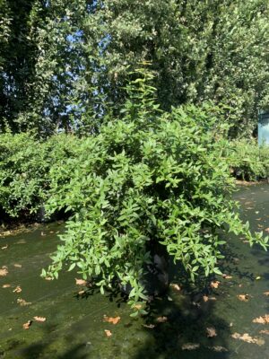 Berberis julianae C12