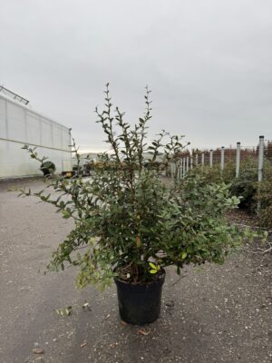 Berberis julianae C12
