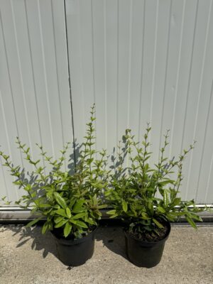 Berberis julianae C4