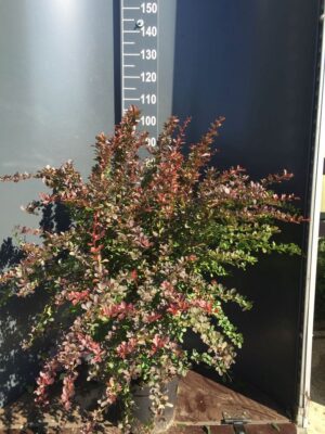 Berberis thun. 'Atropurpurea' C12