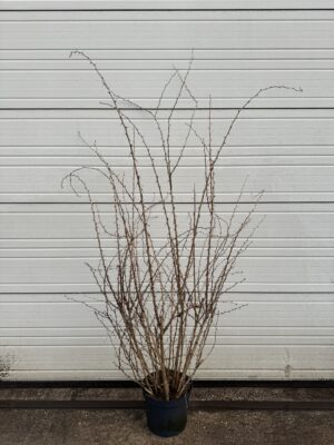 Berberis vulgaris C12