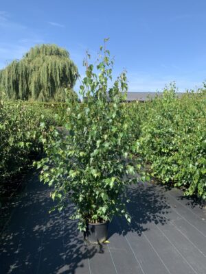 Betula pendula C20