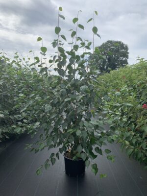 Betula utilis 'Doorenbos' C20