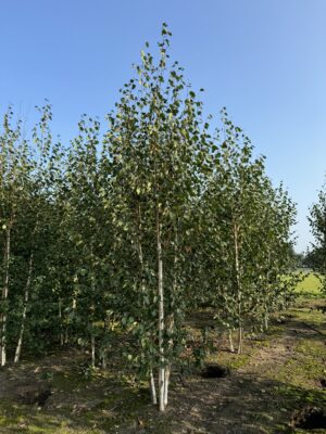 Betula uitilis ‘Doorenbos’ drkl 3 stam