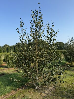 Betula utilis 'Doorenbos' drkl.