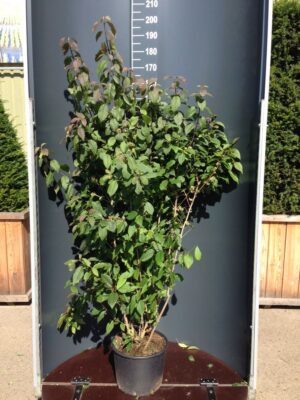 Callicarpa bod. 'Profusion' C20