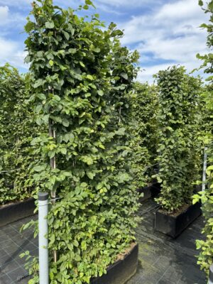 Carpinus betulus 200x100x30 plantzak