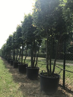 Carpinus betulus C110 4 St.