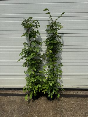 Carpinus betulus C4