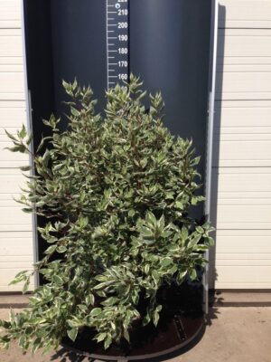 Cornus alba 'Elegantissima' C20