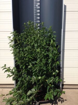 Cornus s. 'Flaviramea' C20