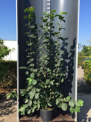 Corylus avellana C20