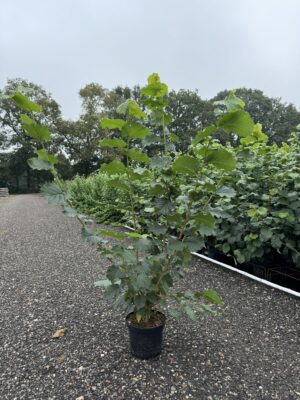 Corylus avellana C4