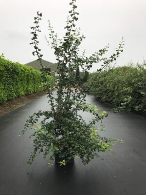 Crataegus monogyna C20