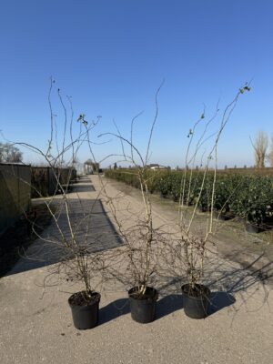 Crataegus monogya C12