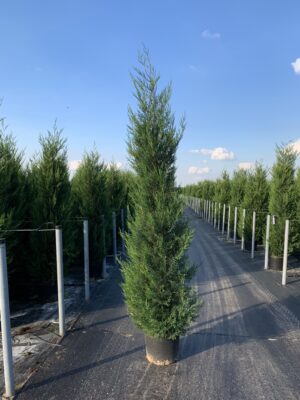 Cupressocyparis l. 'Tweeduizendenéén' C20