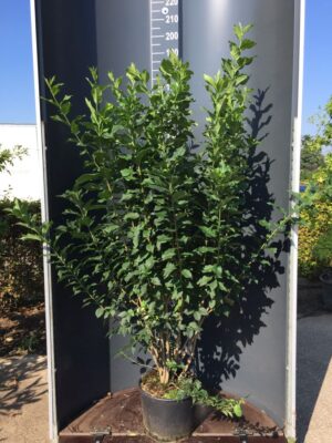 Euonymus europaeus C20