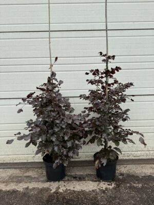 Fagus syl. 'Atropunicea' C4