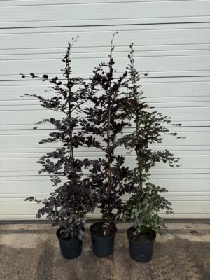 Fagus syl. 'Atropunicea' C12