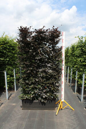 Fagus syl. 'Atropunicea' 200x100x30