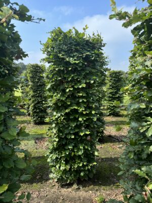 Fagus sylvatica haagelement drkl