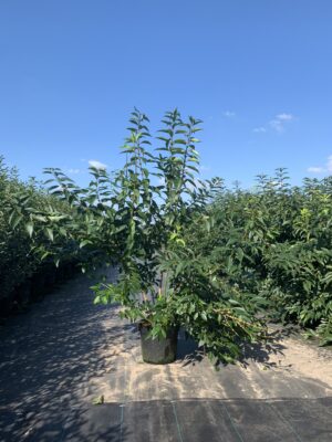 Forsythia int. 'Lynwood' C12