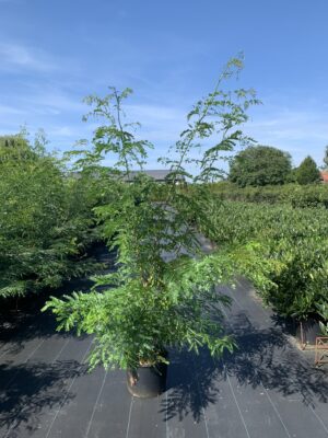 Gleditsia triacanthos inermis C20