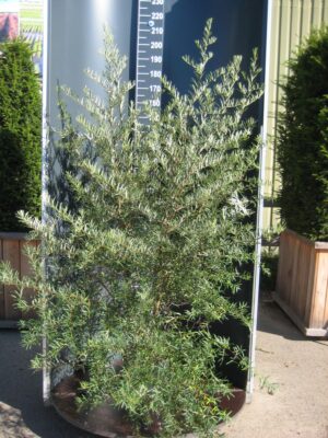 Hippophae rhamnoides C20