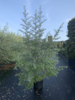 Hippophae rhamnoides