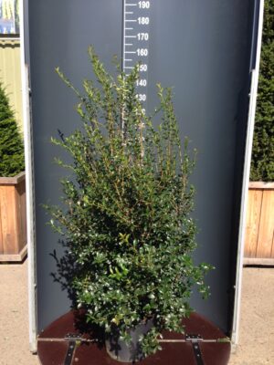 Osmanthus burkwoodii C20