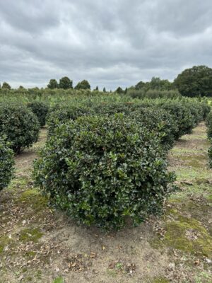 Ilex meserv. 'Blue Angel' drkl. bol