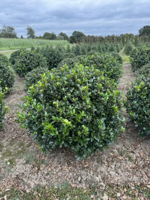 Ilex meserv. 'Blue Prince' drkl. bol