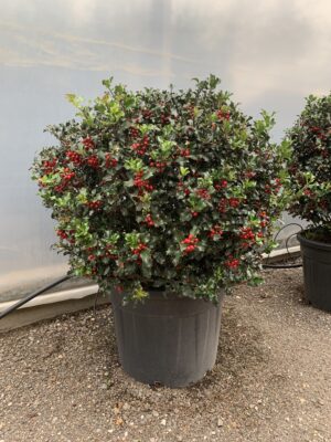 Ilex meserv. 'Blue Angel' C80 bol