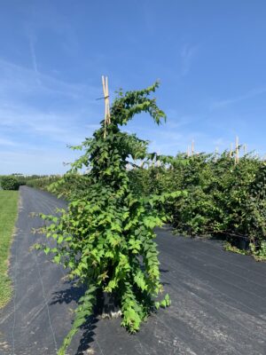 Kolkwitzia amabilis C20