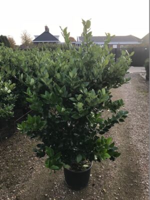 Ligustrum lucidum C20
