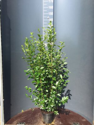 Ligustrum ovalifolium C4