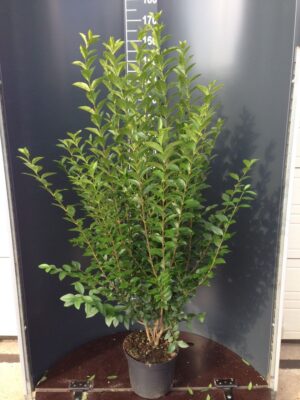Ligustrum ovalifolium C12