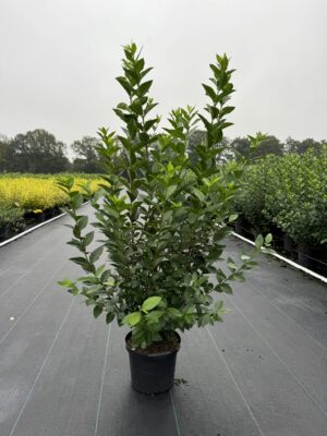 Ligustrum ovalifolium C4