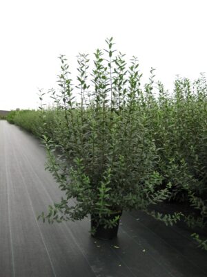 Ligustrum vul. 'Atrovirens' C12