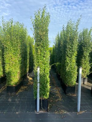 Ligustrum vulg. 'Atrovirens' 200x100x30