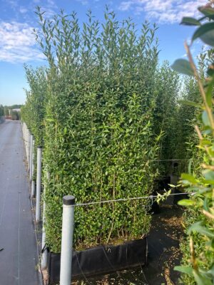 Ligustrum vul. 'Atrovirens' 200x100x30