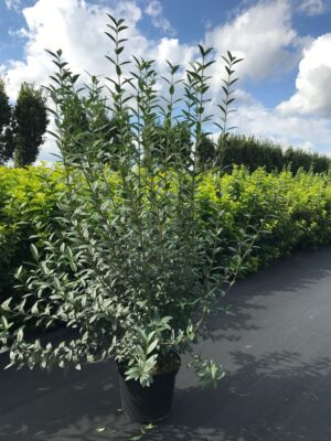 Ligustrum vulgare C12